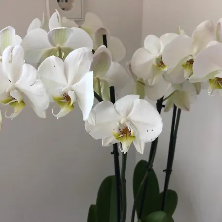 Modernes Auf Der Sonnenterrasse Appartement *