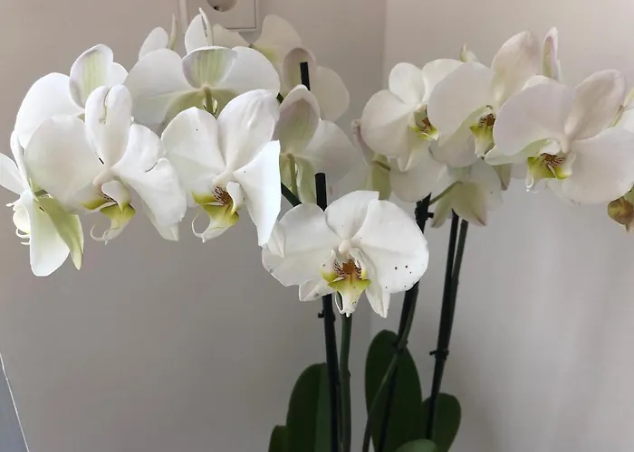 Modernes Auf Der Sonnenterrasse Apartment *